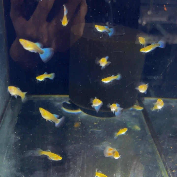 孔雀鱼黄化蓝礼服飞船一缸送飞船母2条