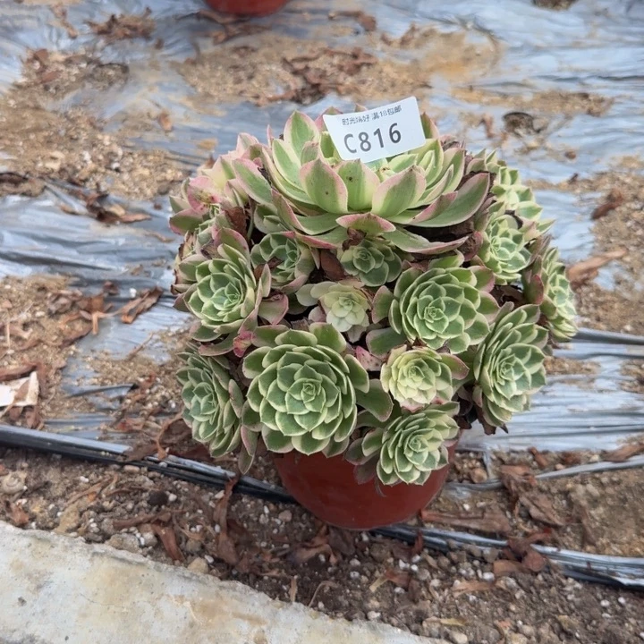 816海王 多肉植物