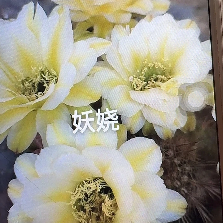 妖娆侧芽5公分左右毛花柱（20包邮）
