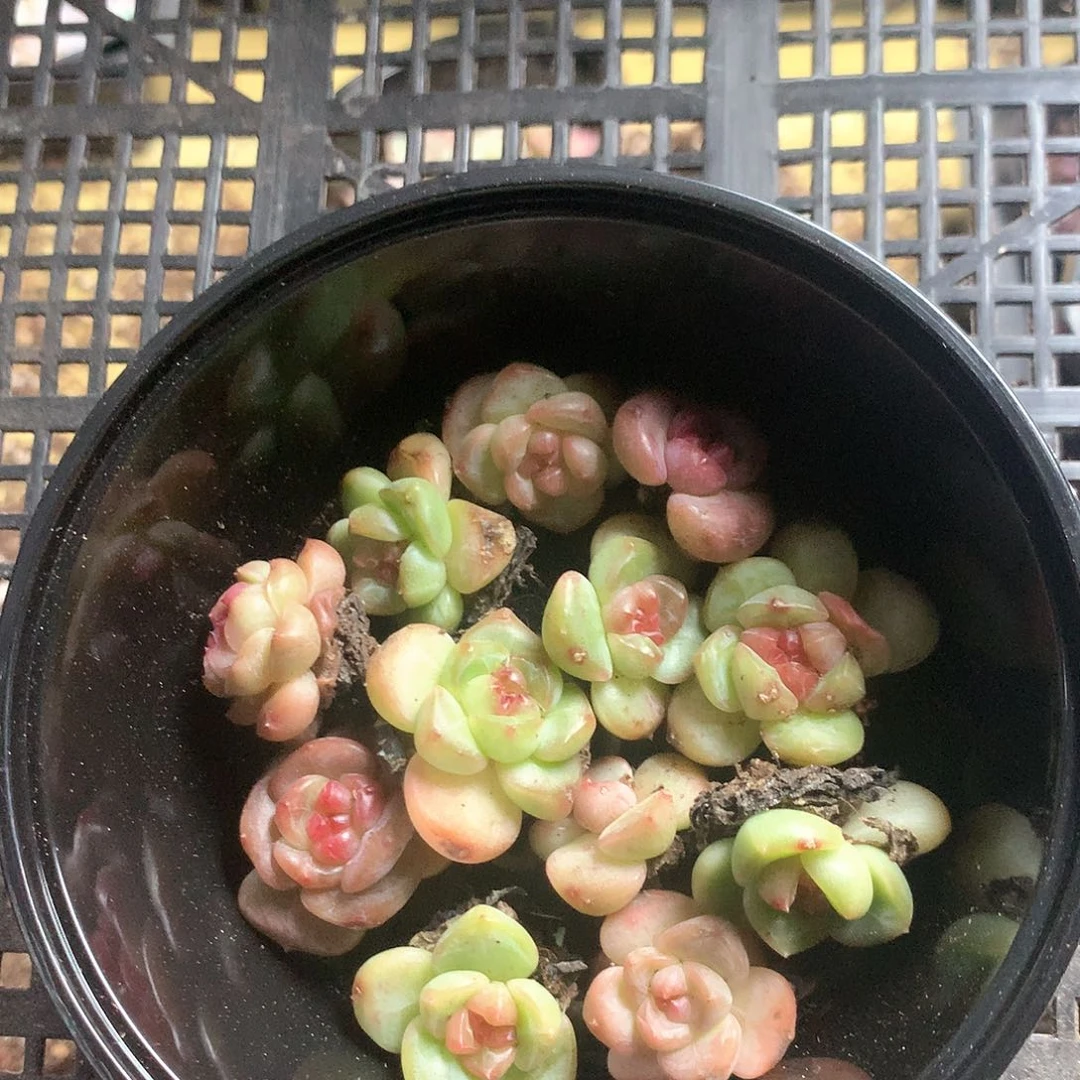 多肉切糕小精品003535
