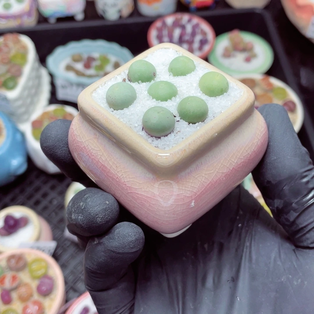 w1773--带盆土发货，零下地区拍保温箱