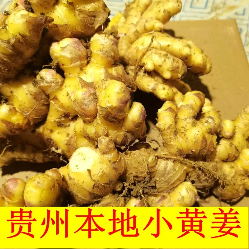 贵州小黄姜新老姜大块姜老姜去腥姜有坏包赔包邮到家
