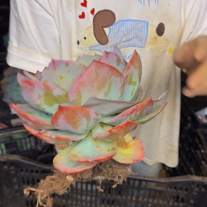 黑***社血凤 一颗 不包损47号