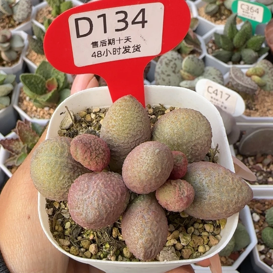 服部老桩子。  134。