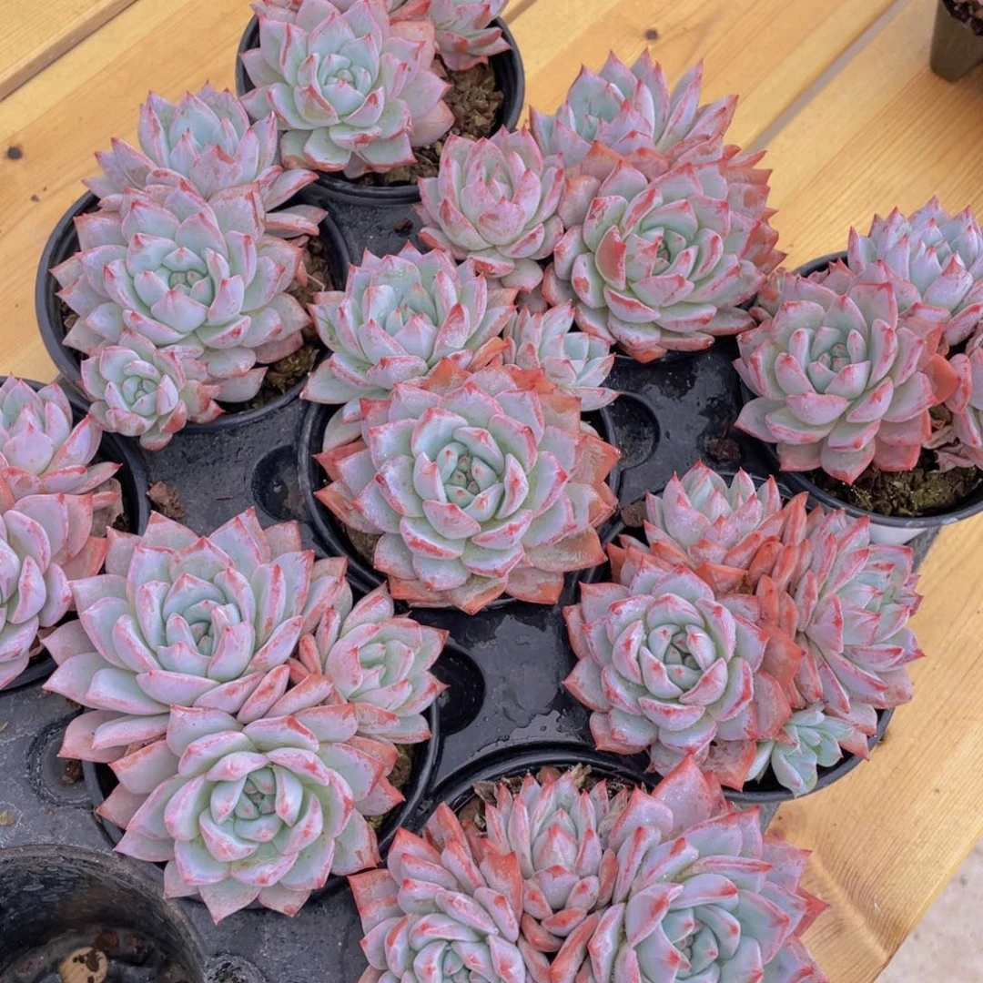 1256号 韩版粉蓝鸟大群生一个