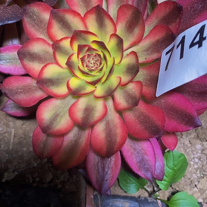 妈*李多肉植物保护研究所