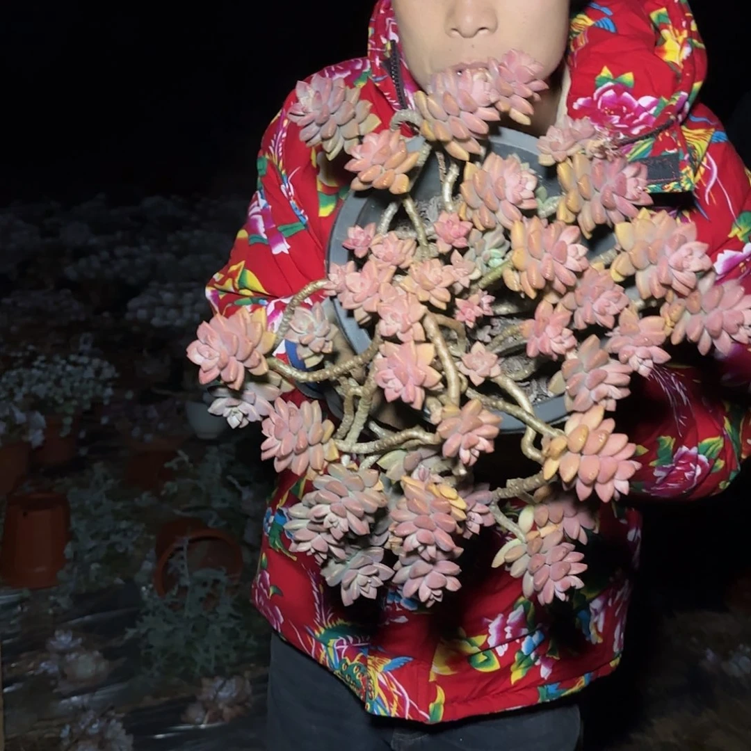 盆栽姬胧月多肉多肉