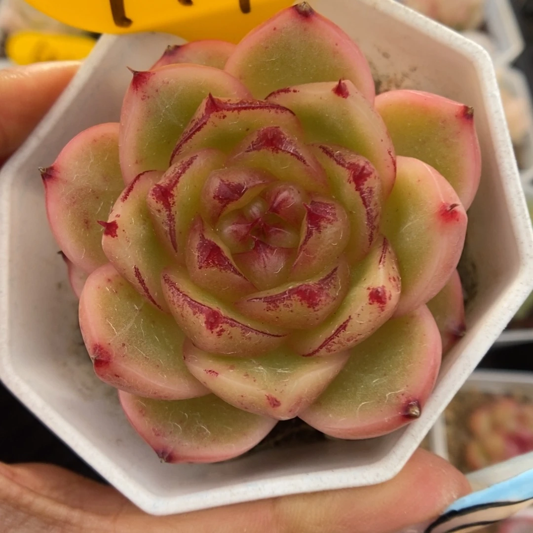 晶晶珍妮可拍941号。