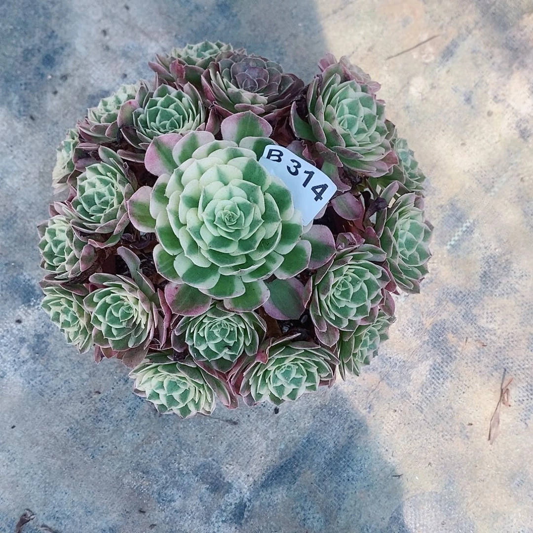 海仙314多肉11111