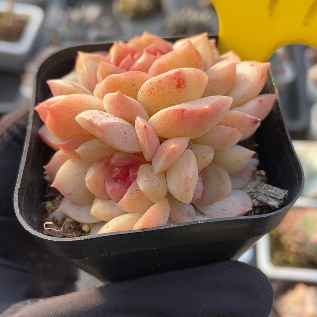 1099梦幻泡影多肉植物保护