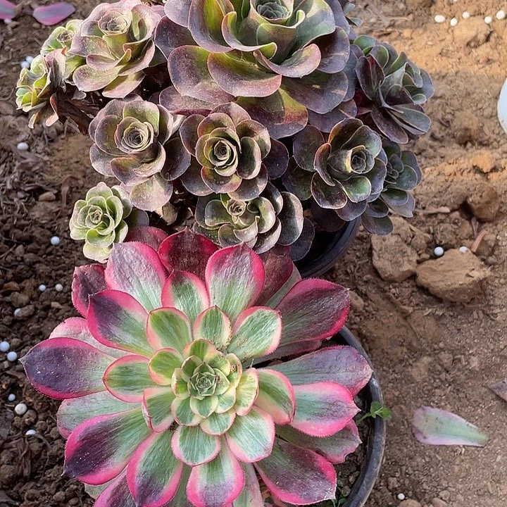 748组合对肉植物无售后