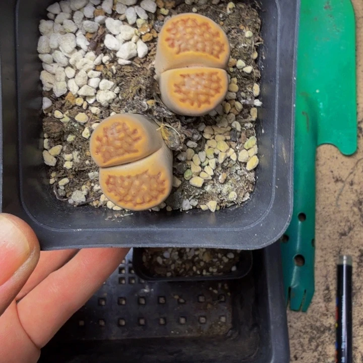 啦****多肉植物的生长164