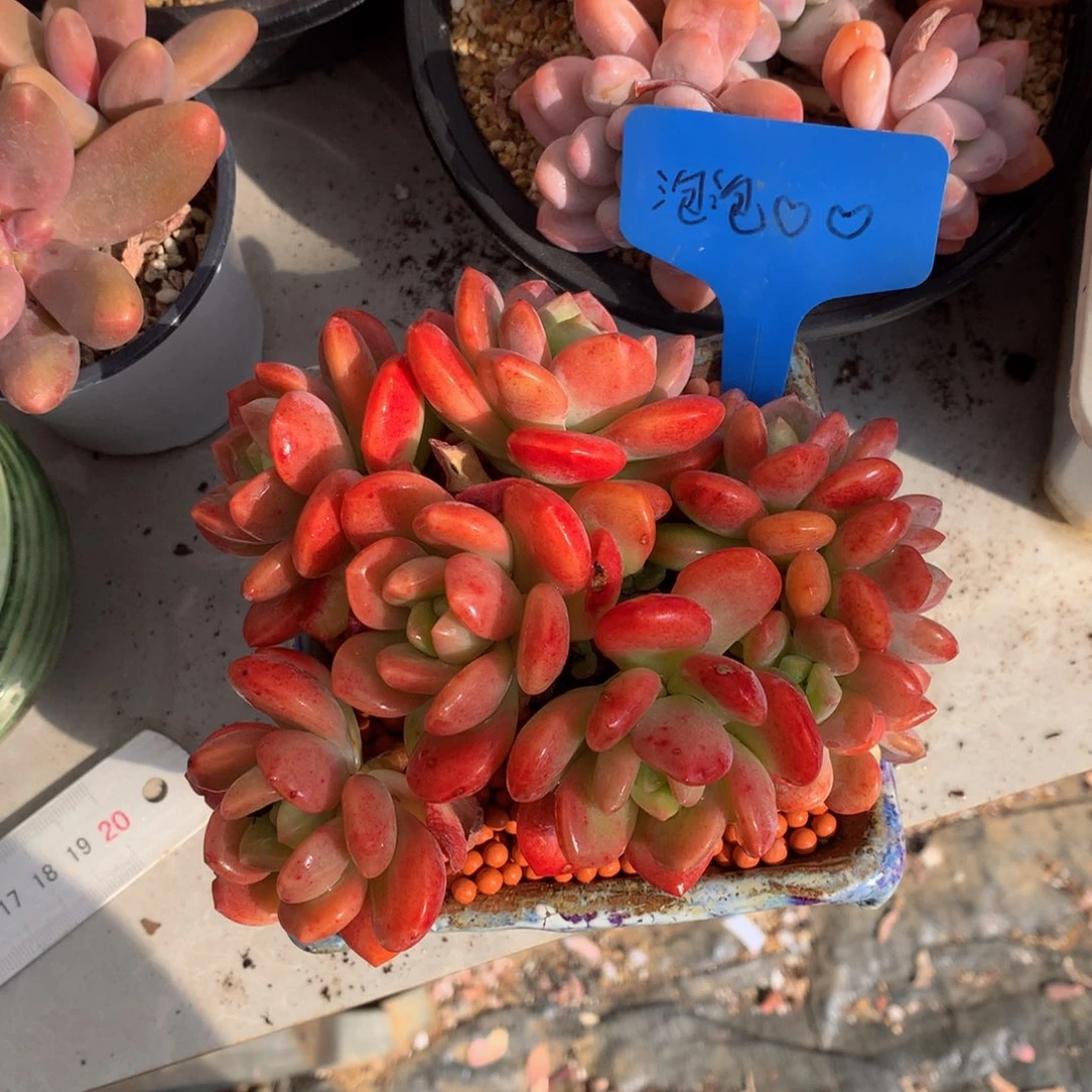 郭***°多肉植物uwuwuwuuwuwuwuw