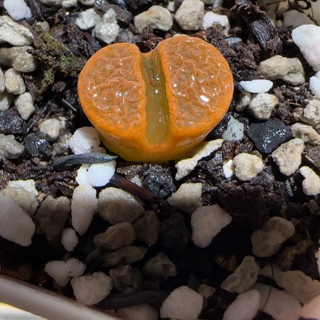 肉锥多肉植物百科26-EH980蛋糕1001