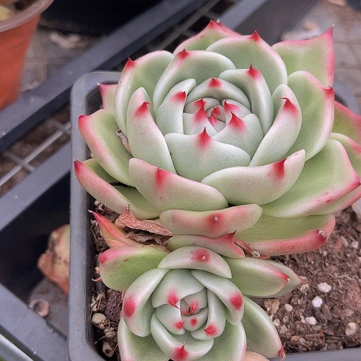 蓝龙26130多肉植物