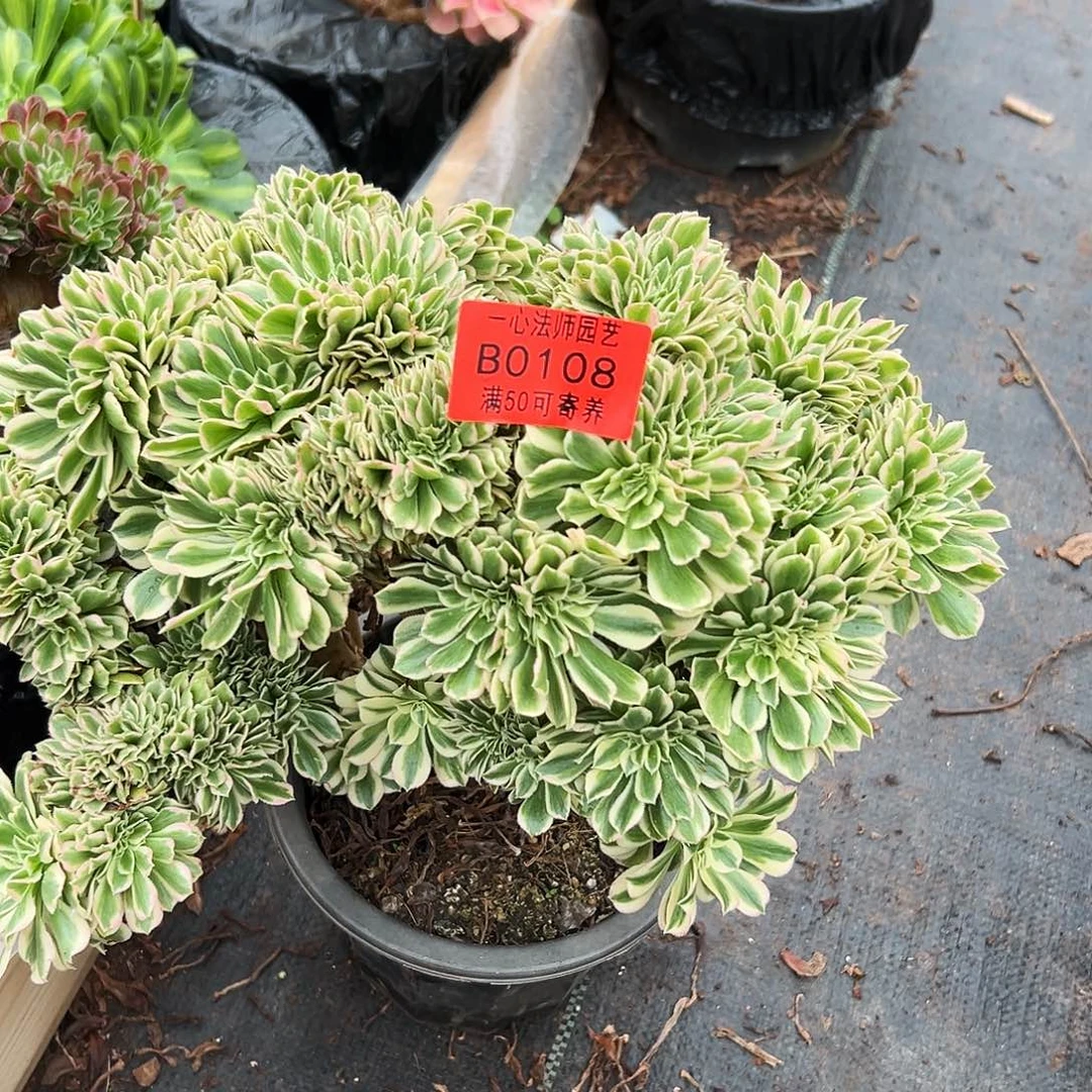 狂***️0108多肉植物迈巴赫