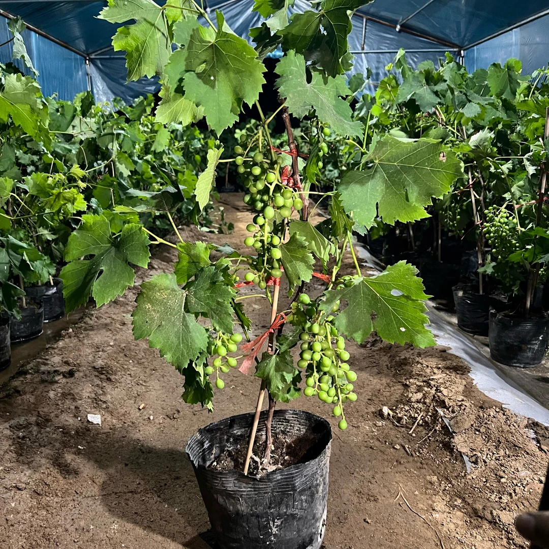 【带土带叶】一物一拍带果葡萄基地直发