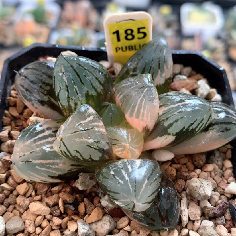 【闪购商品】185玉潭