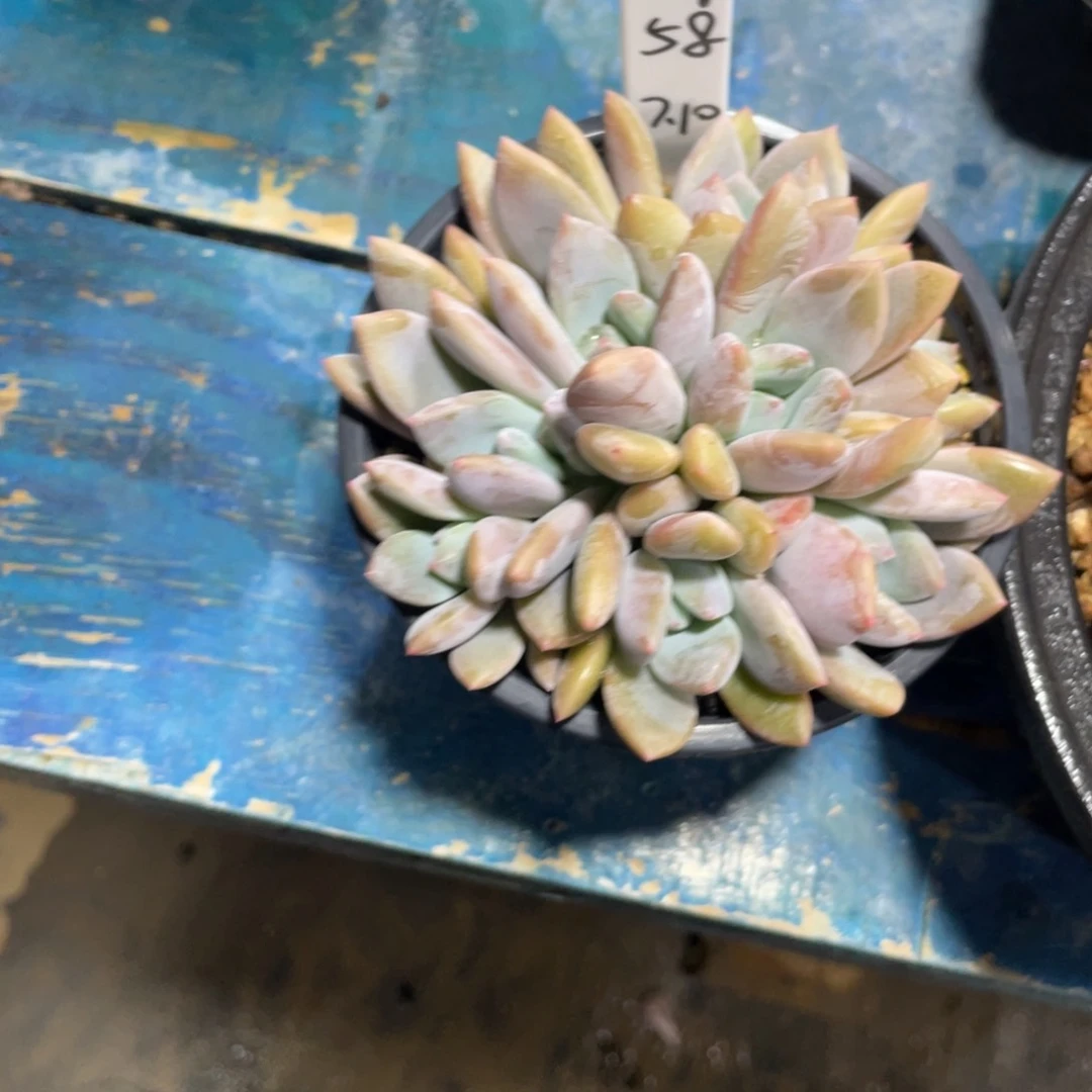 清***茶一物一拍中通快递寄养