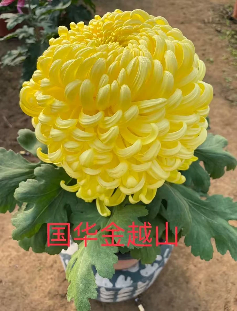 九月菊花【国华金越山】开大花掉叶掉枝不售后介意慎拍