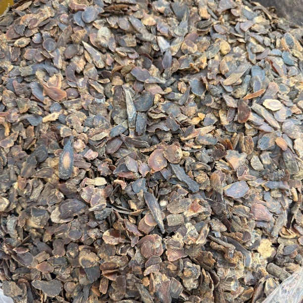 （老高丽角）煲汤泡水泡酒泡蜂蜜可搭配西洋参