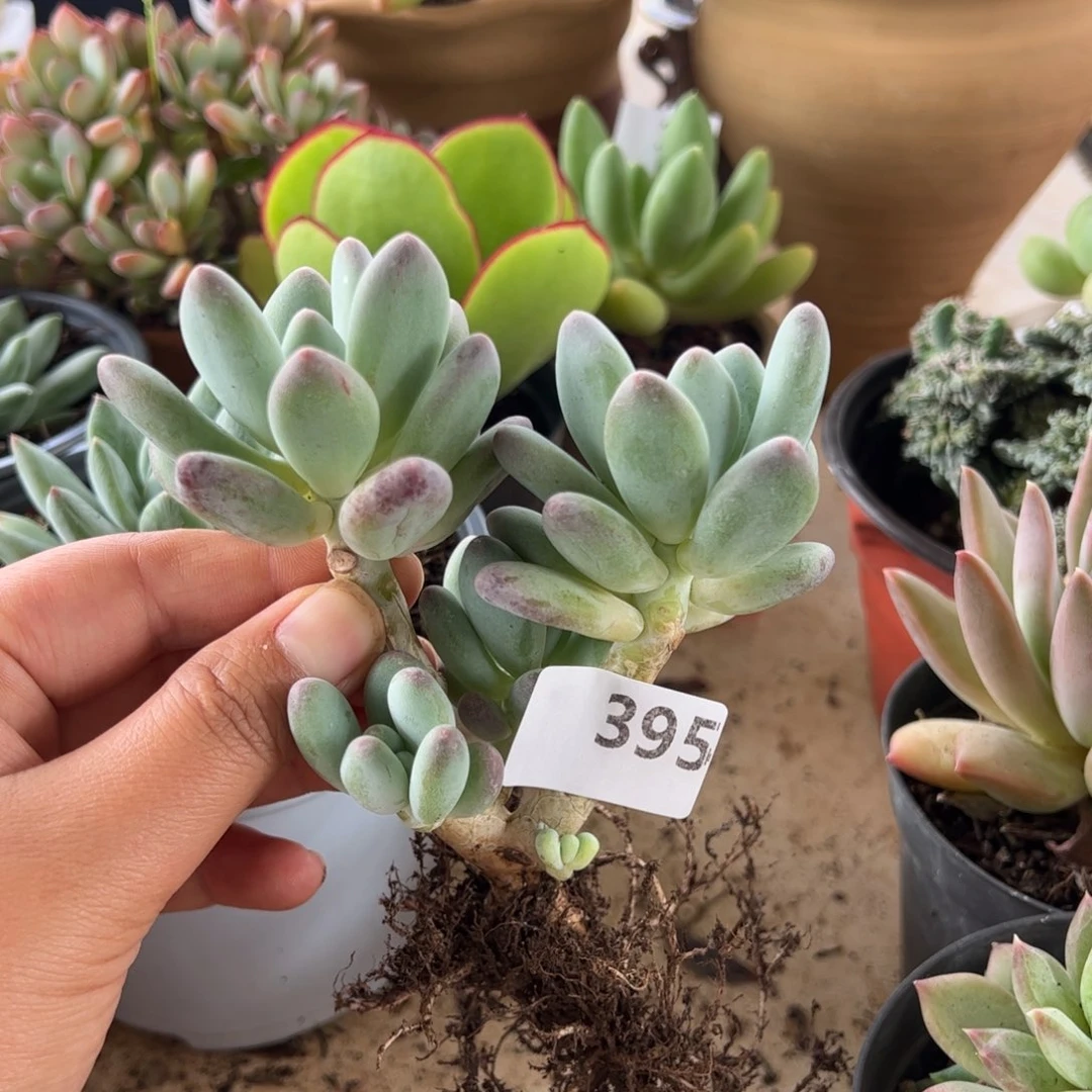 【闪购商品】苹果奶。 395。 1111111