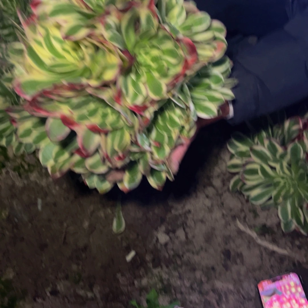 白凤多肉植物捧花的