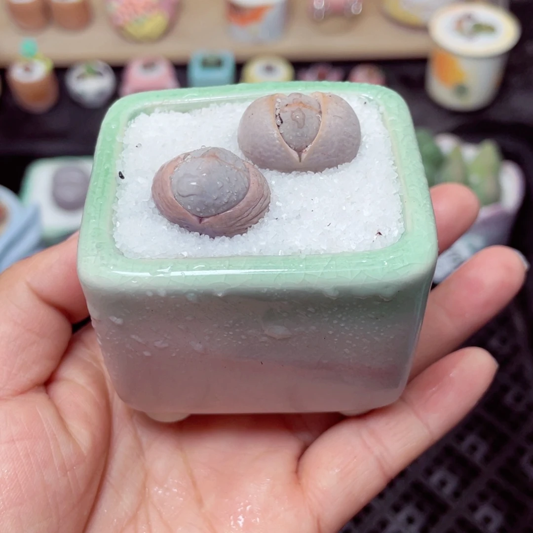 w1282 带盆土发货-零下地区拍保温箱