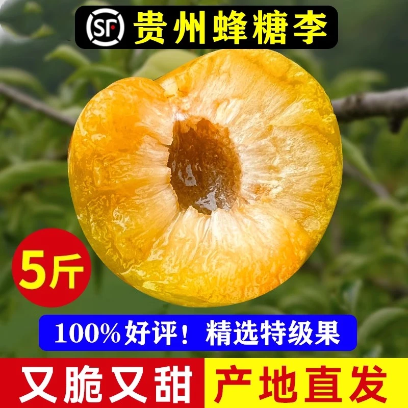 贵州六马正宗蜂糖李 安顺镇宁顺丰空运 当季限定基地直采现发