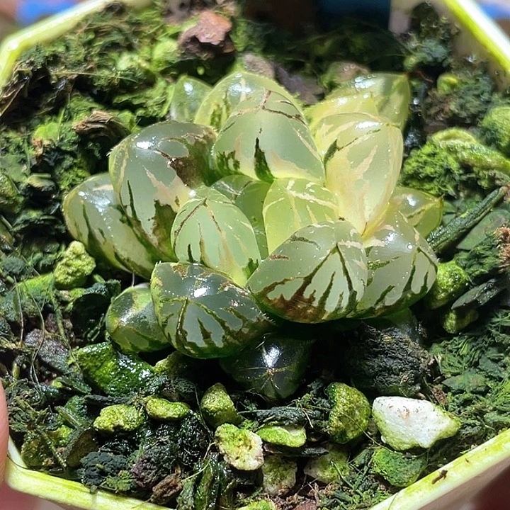 556水晶实生锦特团福利