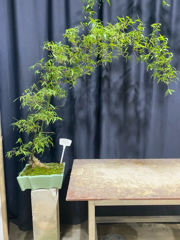 一物一拍禅意小叶簕竹网红竹成品盆景茶室客厅室内外绿植截图为准