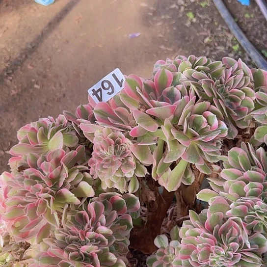 火***焰多肉植物一个女巫追