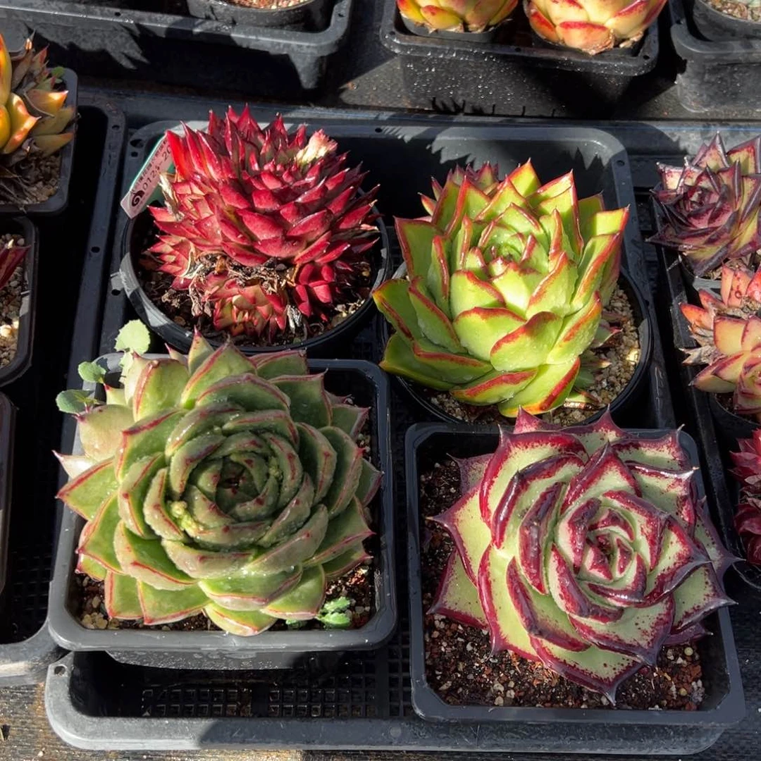 从前慢多肉精选编号0124.207