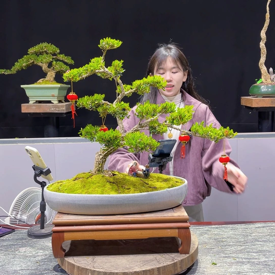 四季常青老桩黄杨盆景