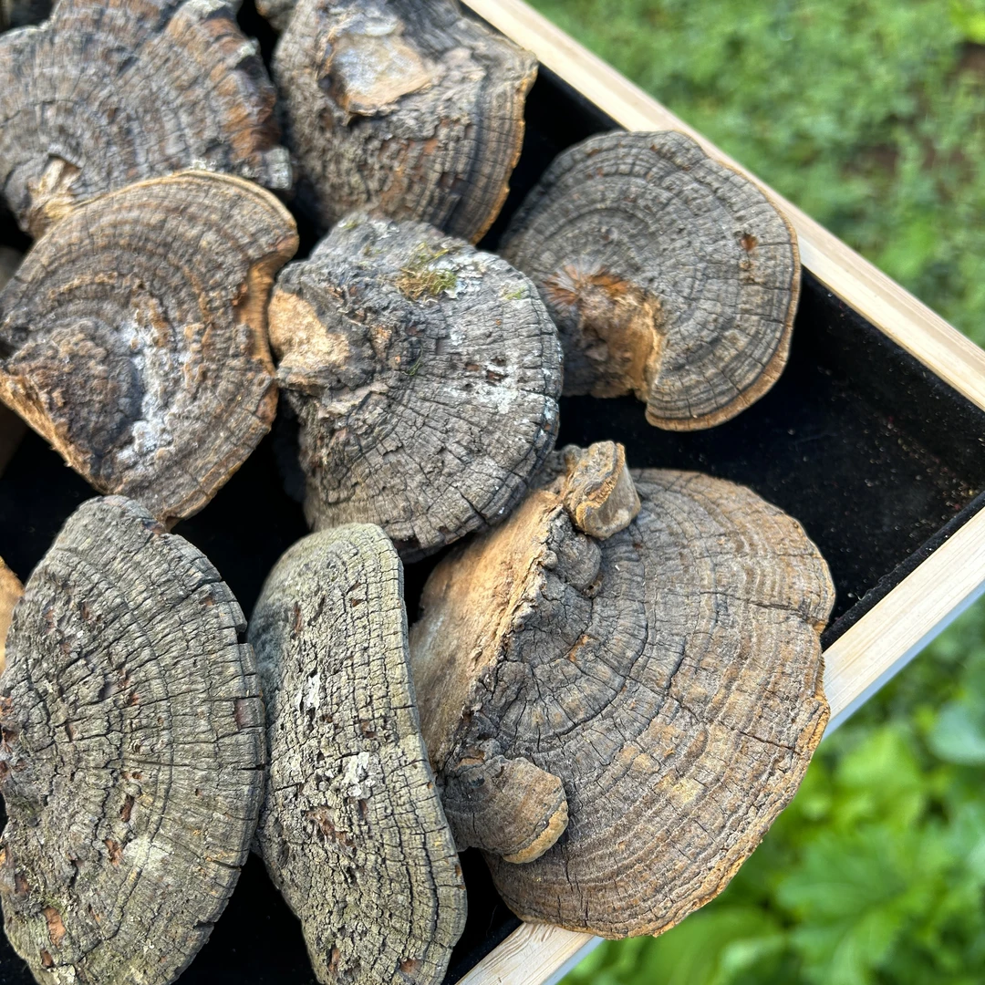 1【桑-黄】净含量：250g-1000g【小英现收】