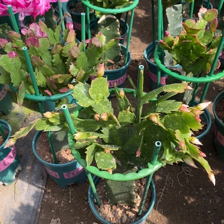 半***义完全开放038粉色大花