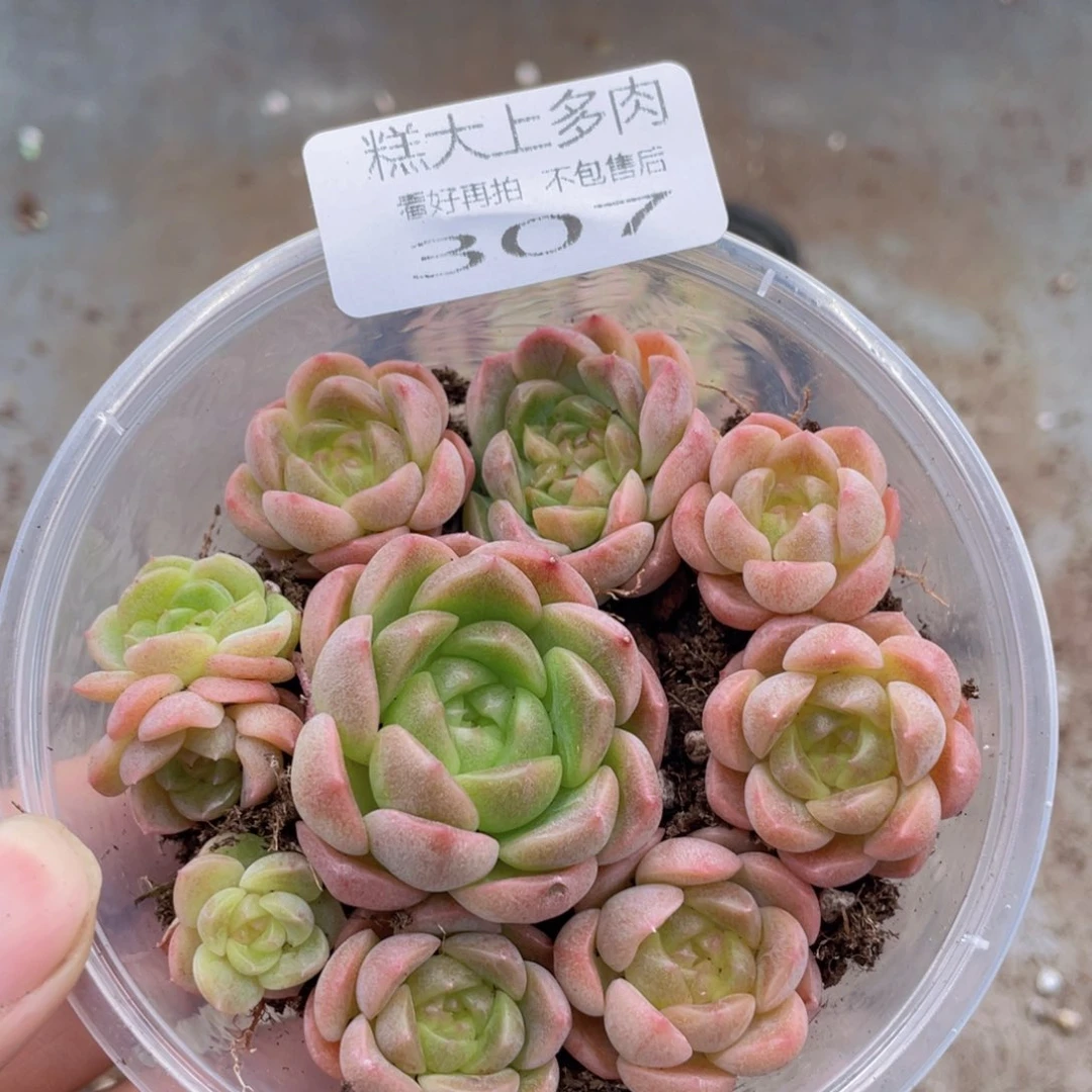 糕大上多肉植物307