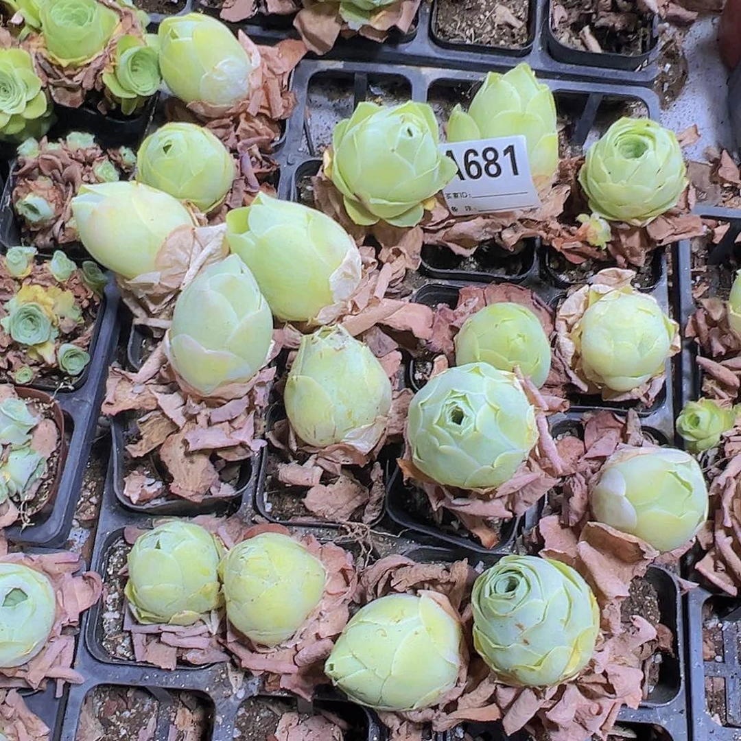 681蛋帕3个19包邮