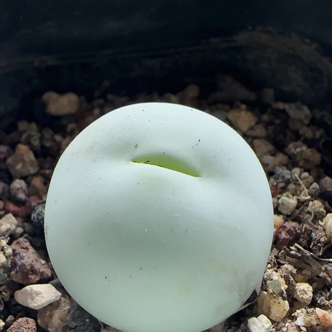 【闪购商品】17593大鸽子蛋2.4