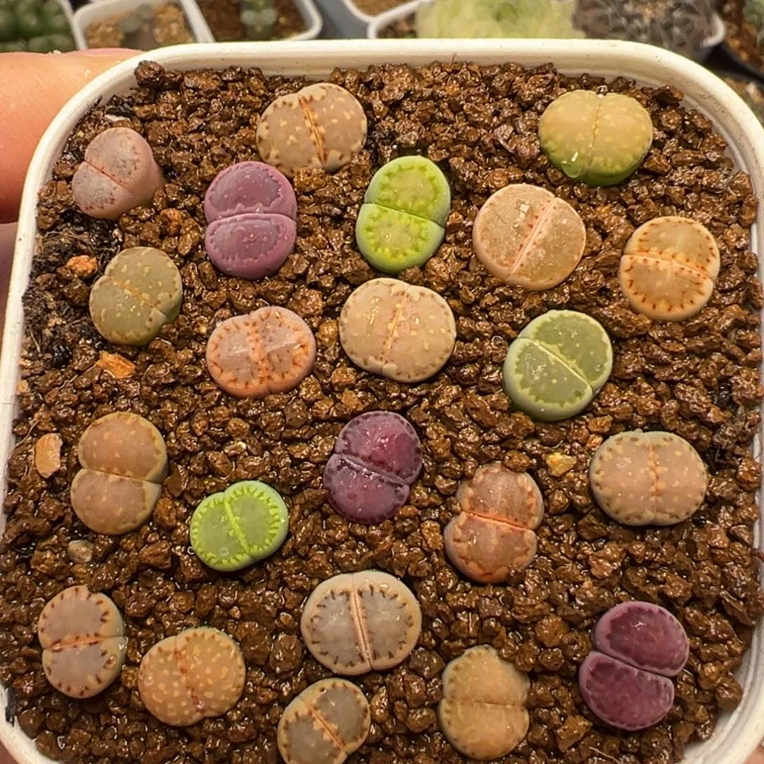 22棵高品质饼干组合多肉