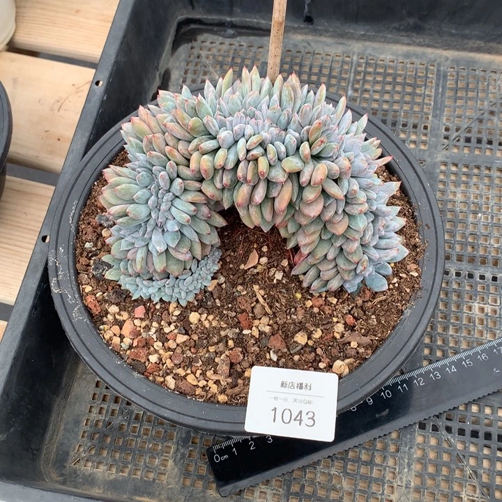 1043星影缀15厘米轻微底切