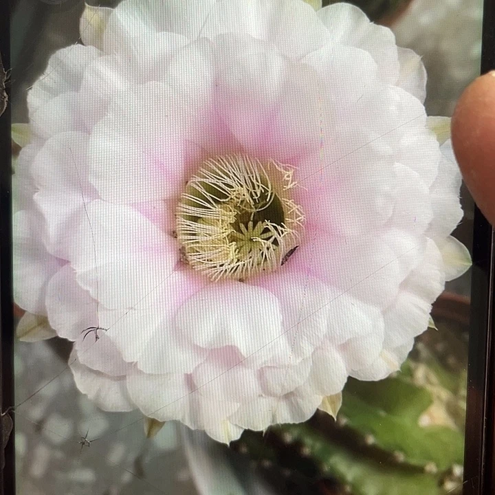 笨***熊嘟34号秀蒲嫁接3.5公分