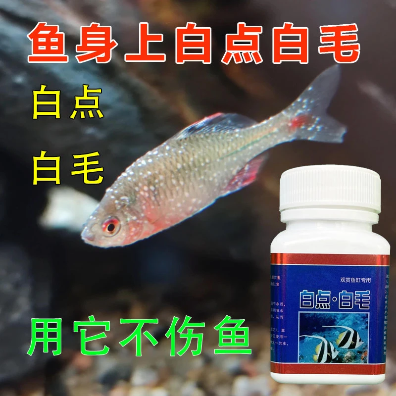 观赏鱼白点净白毛水霉金鱼锦鲤鹦鹉鱼小瓜虫族鱼缸专用