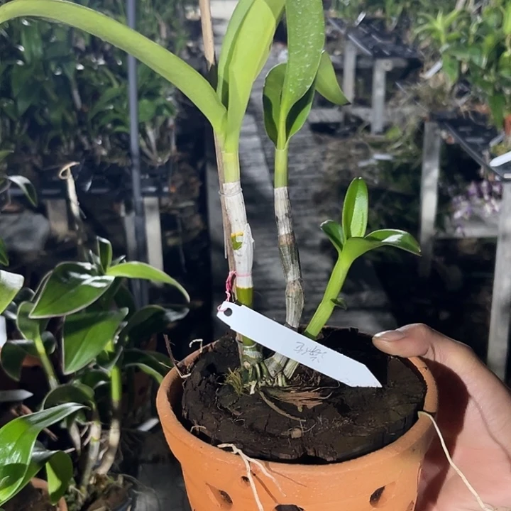 当前无花朵，栽培后可花朵海伦1102