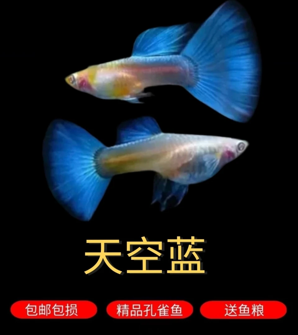 天空蓝蓝白  孔雀鱼小型热带淡水观赏鱼   胎生活体可繁殖