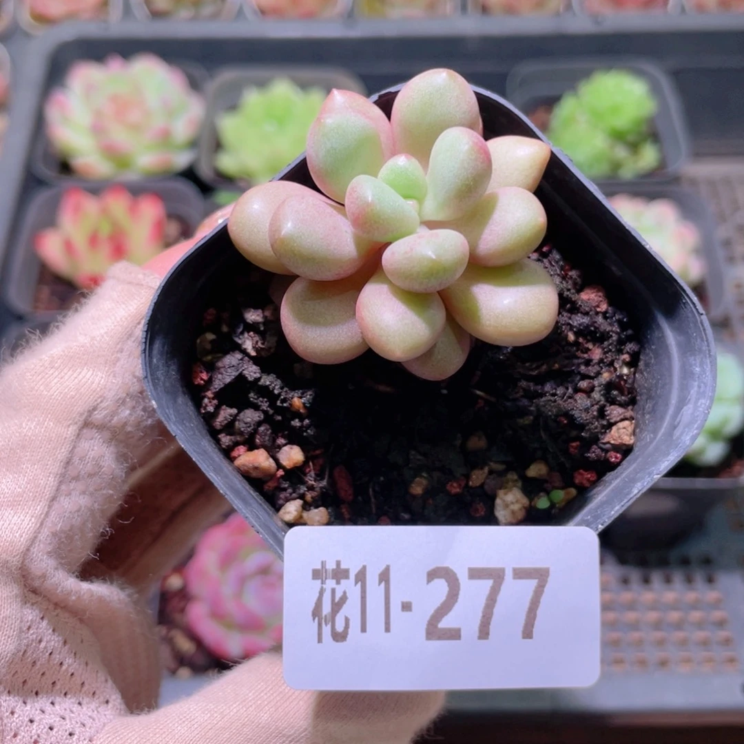 花利美11-277先锋派