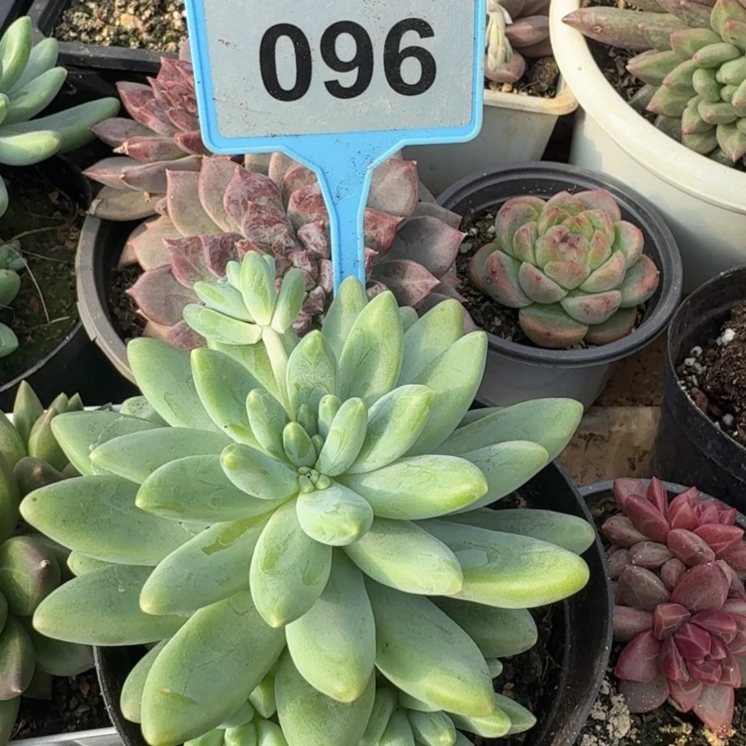 多肉植物啊蒂斯托096