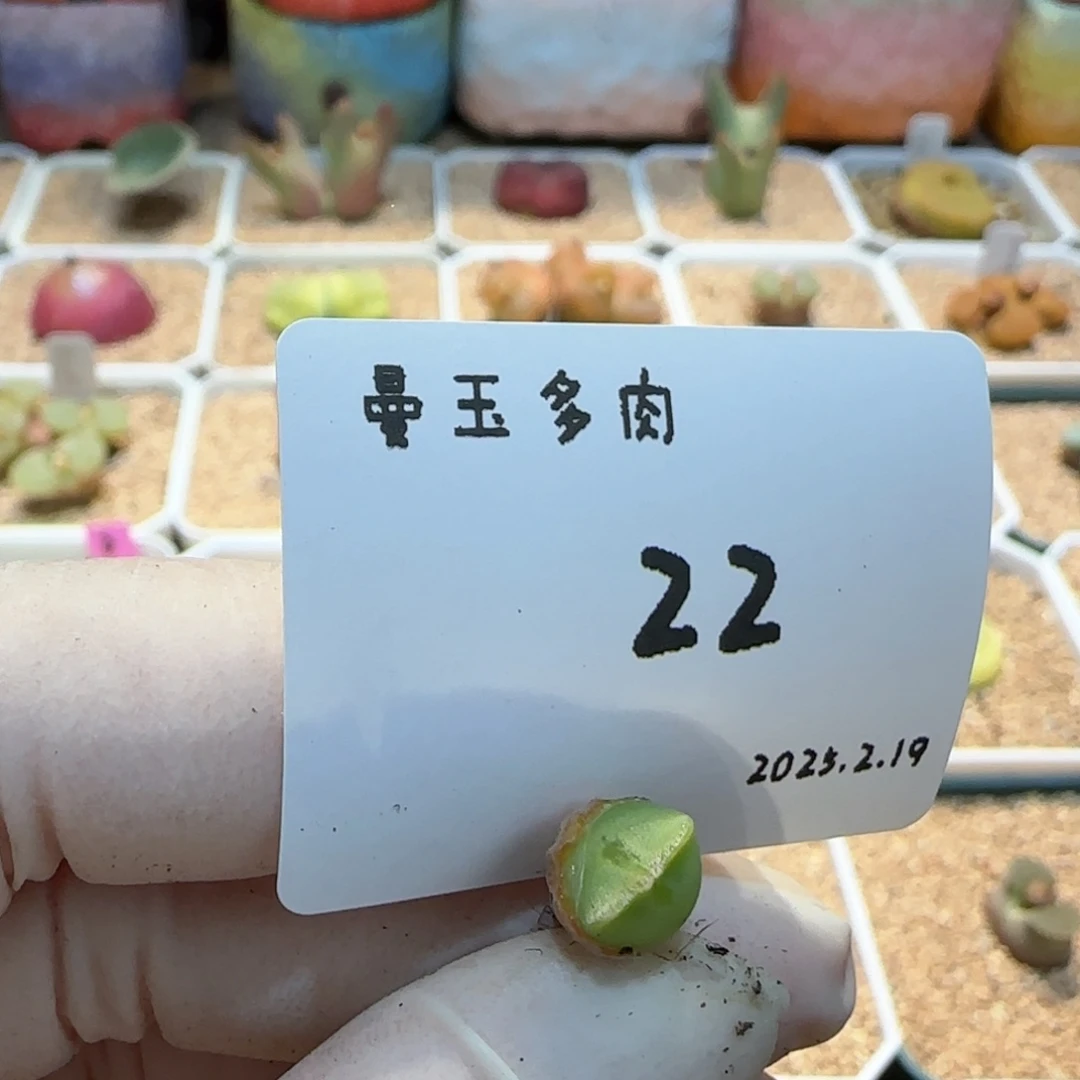 一****?多多肉多肉2.19-022