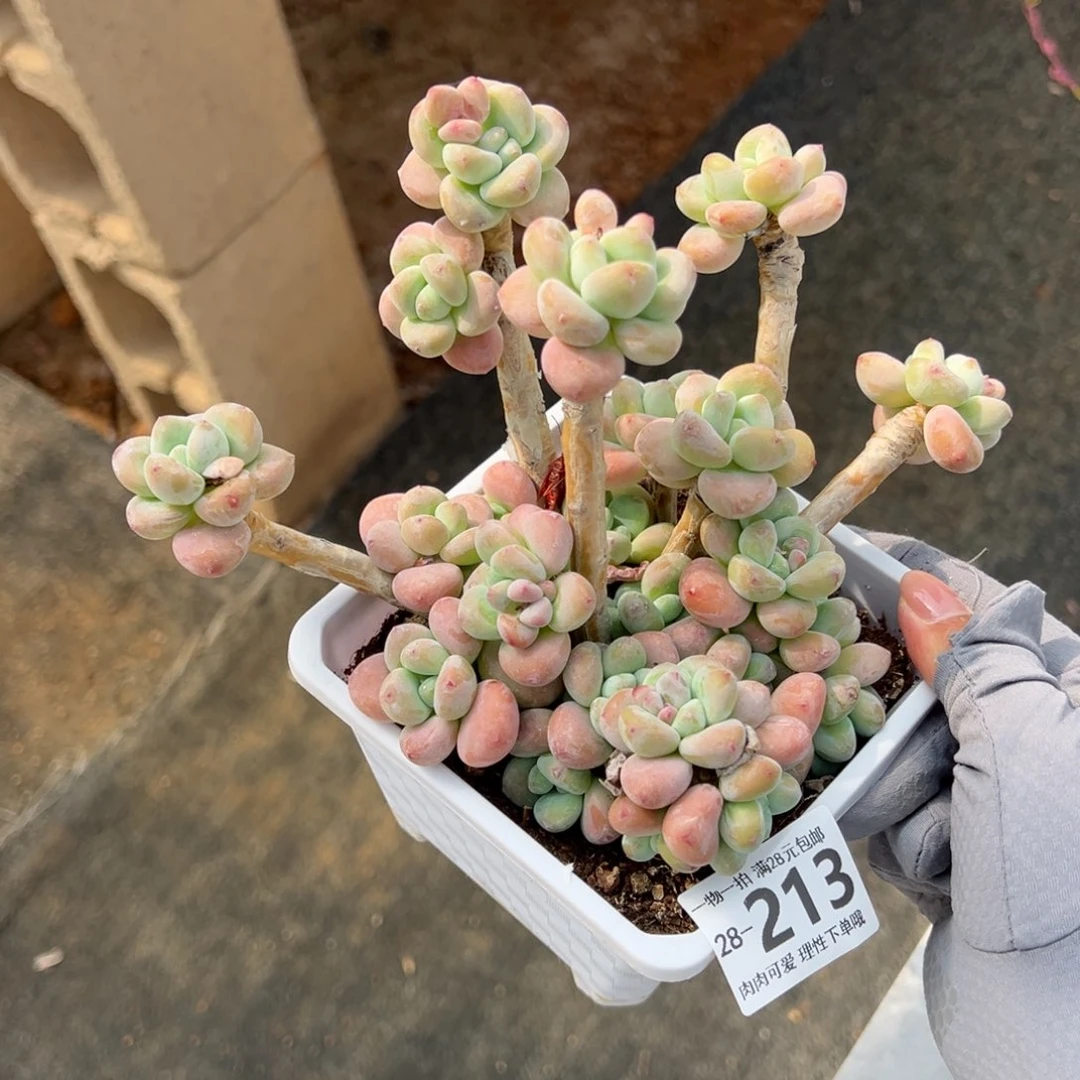 红洛神多肉多肉多肉多肉