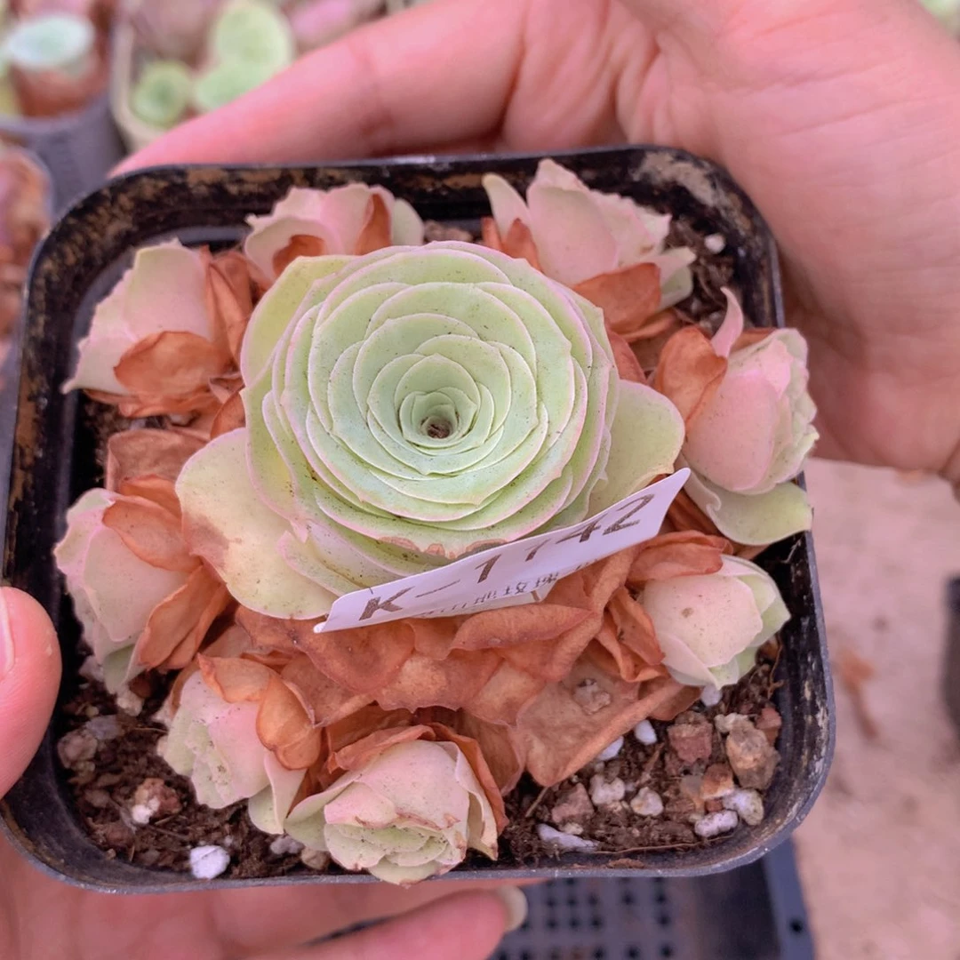 1142会掉侧芽不售后